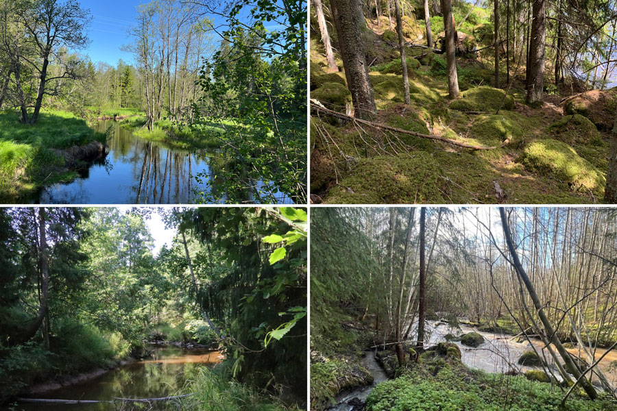 Bilden är uppdelad i fyra rutor som visar fyra olika naturmiljöer.