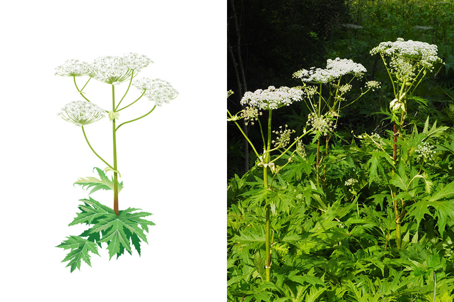 Bild på växten Jätteloka. Stora vita blommor med stora gröna blad.