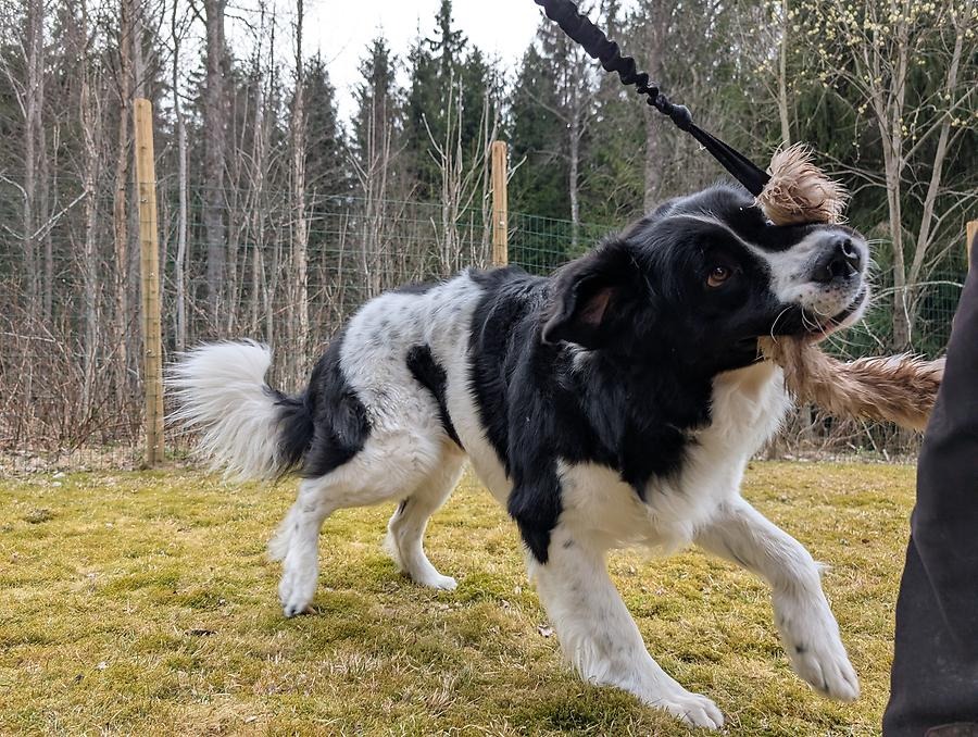 En svart och vit hund som leker med en leksak utomhus.